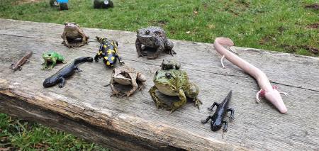 6 Modeli dvoživk, ki smo jih pridobili v okviru projekta LIFE AMPHICON in so na ogled v Žabji hiši.