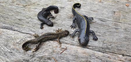 7 Bi lahko ugotovili, katera je prava dvoživka in katera model?