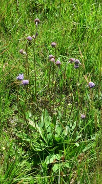 2 Travniška izjevka (Succisa pratensis), hranilna rastlina gosenic travniškega postavneža (Euphydryas aurinia) med cvetenjem. Foto: Luka Šturm